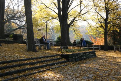 Park View - Linden Tree Foliage