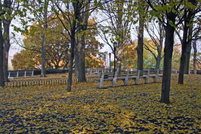 Park View - Linden Tree Foliage