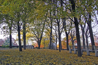 Park View - Linden Tree Foliage