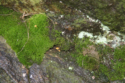Rock Wall, Moss & Lichen