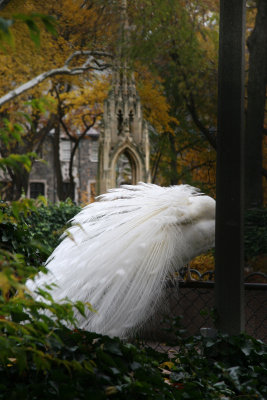 St John the Divine Cathedral Garden Peacock