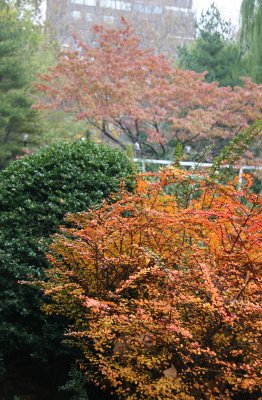 Berberis, Boxwood & Dogwood