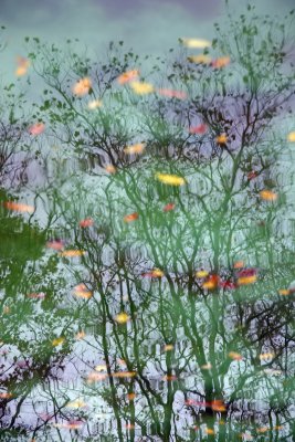 Pool Reflections & Foliage