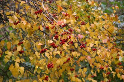 Hawthorne Berries & Foliage