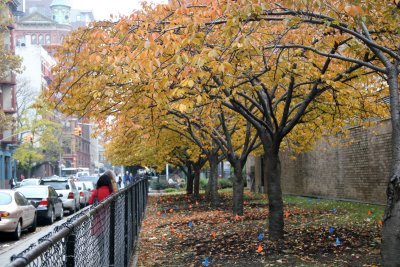 Cherry Tree Foliage - NYU Athletic Center Garden