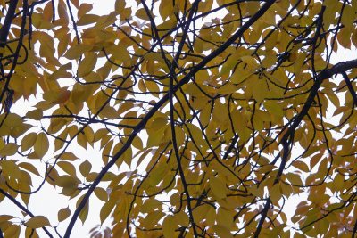 Cherry Tree Foliage - NYU Athletic Center Garden