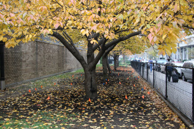 Cherry Tree Foliage - NYU Athletic Center Garden