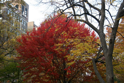 Red Maple & Yellow Elm Foliage