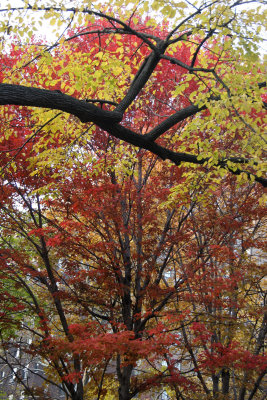 Red Maple & Yellow Elm Foliage