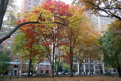 Park View - Red Maple & Yellow Elm Foliage