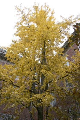 NYU Law School Vanderbilt Hall Courtyard - Ginkgo Tree