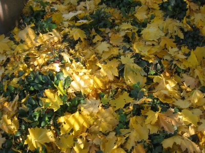 Yellow Maple Leaf Ground Foliage