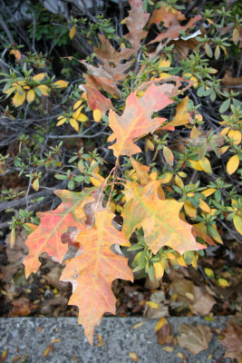 Oak Foliage
