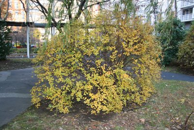 Bridal Veil Bush Fall Foliage