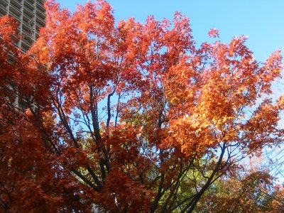 Oak Tree Fall Foliage - NYU Silver Towers Residence Garden