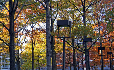 Oak Tree Fall Foliage - NYU Silver Towers Residence Garden