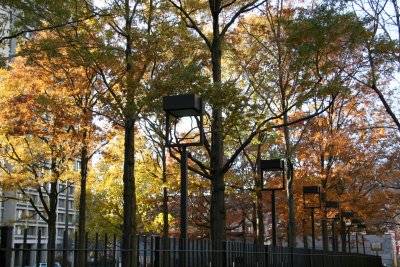 Oak Tree Fall Foliage - NYU Silver Towers Residence Garden