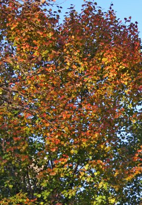 Pear Tree Foliage