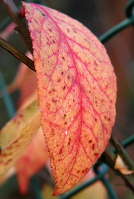 Burning Bush Leaf