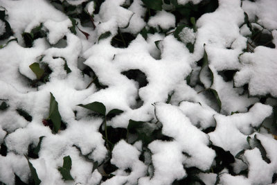 Fresh Snow on an Ivy Bed