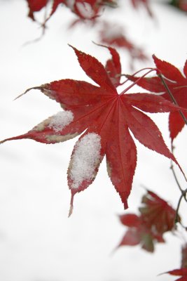 Japanese Red Leaf Maple Foliage
