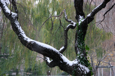 Cherry Tree Branches & a Willow Tree