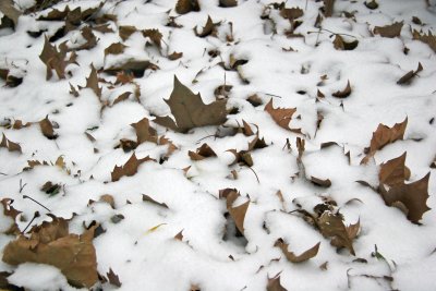 Mostly Sycamore Ground Foliage in Fresh Snowfall