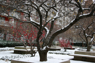 Garden View - Crab Apple Trees