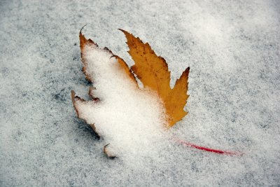 Yellow Maple Leaf in Freshly Fallen Snow