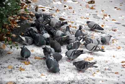Pigeons Foraging in the Snow