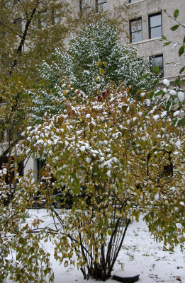 Snow of Foliage & NYU Main Building