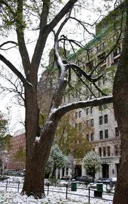 Elm Tree, NYU Main Building & University Place