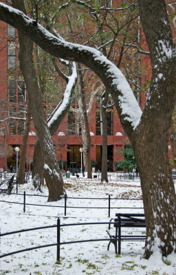 Snow Covered Tree Branches & NYU Library