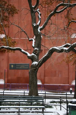 Golden Rain Tree & NYU Library