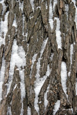 Snow on Elm Tree Bark