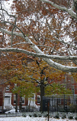 Sycamore Tree Branches & Washington Square North