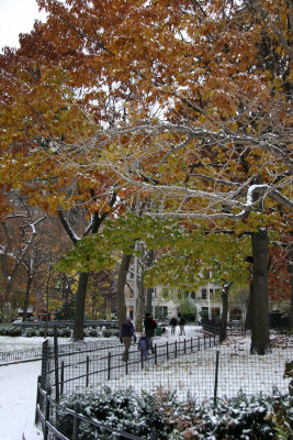 Oak Tree Foliage & Washington Square North - East View