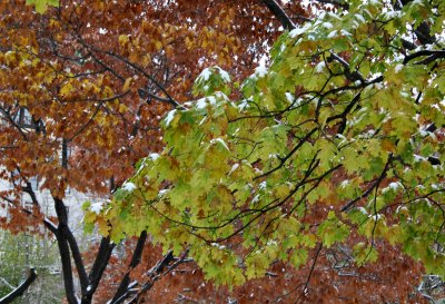 Maple & Oak Tree Foliage