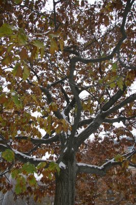 Snow on Oak Tree Foliage