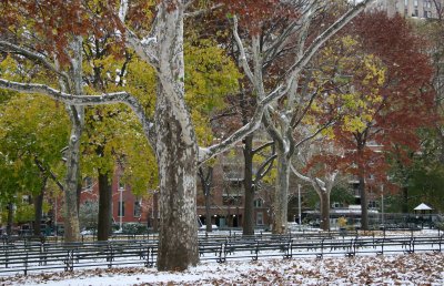 North View - Sycamore Trees, Yellow Maple & Red Oak Foliage