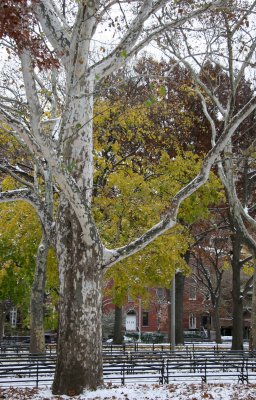 North View - Sycamore Trees, Yellow Maple & Red Oak Foliage