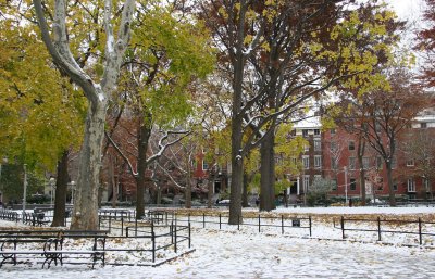 North View - Sycamore Trees, Yellow Maple & Red Oak Foliage