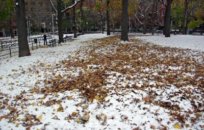 Northwest View with Mostly Maple Tree Ground Foliage on Snow