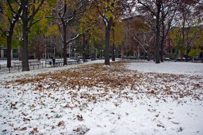 Northwest View with Mostly Maple Tree Ground Foliage on Snow