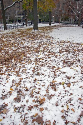 Northwest View with Mostly Maple Tree Ground Foliage on Snow