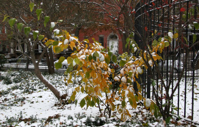 Snow & Witch Hazel Foliage