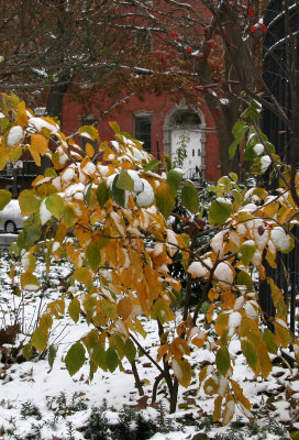 Snow, Witch Hazel Foliage & The Caring Community Front Door
