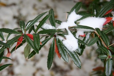 Snow on Unknown Bush Foliage