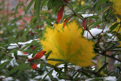 Yellow Maple Foliage in Unknown Bush Foliage