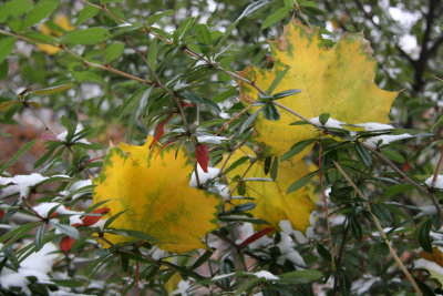 Yellow Maple Foliage in Unknown Bush Foliage